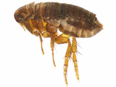 Treat Flea Infestation on Your Pet Treat Flea Infestation on Your Pet